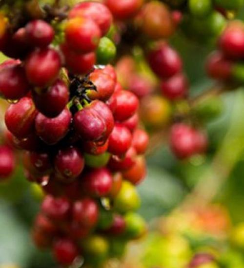 Guji Coffee