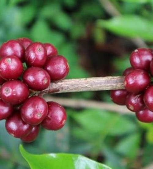 Sidamo Coffee